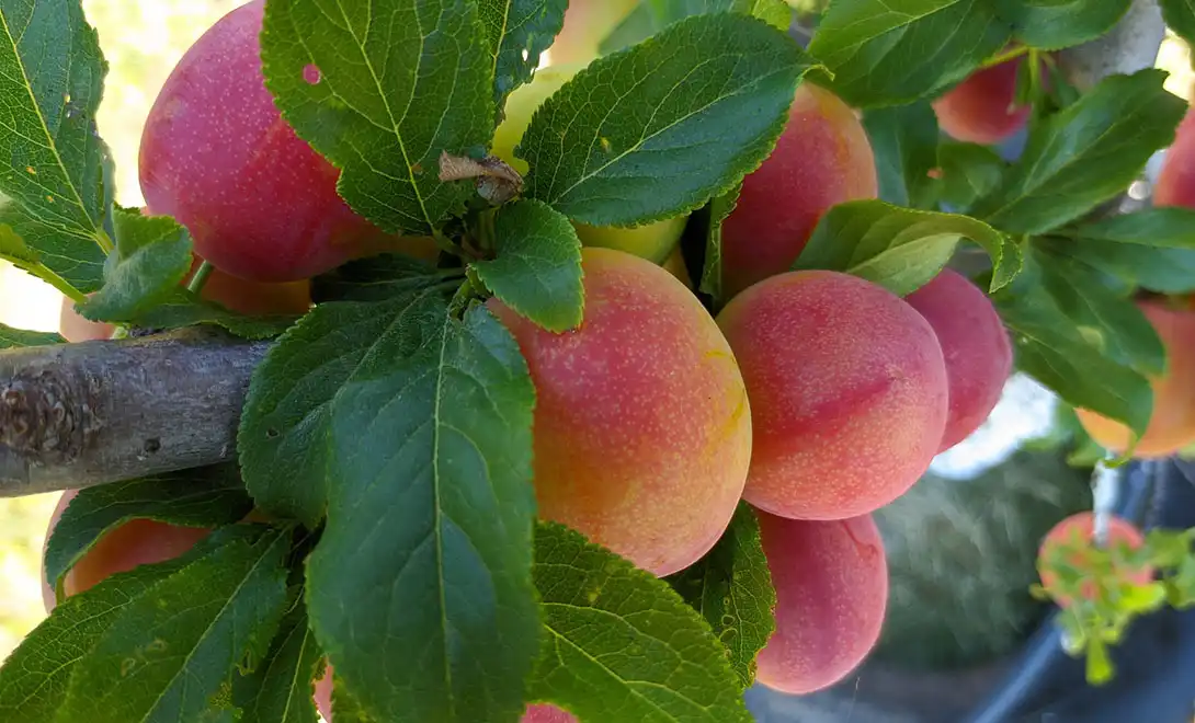 Is it safe to use antiviral peptides during the flowering or fruiting stages？